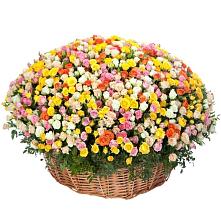 Премиум букет из: Розы #REPLACE_PRED# Кумёны